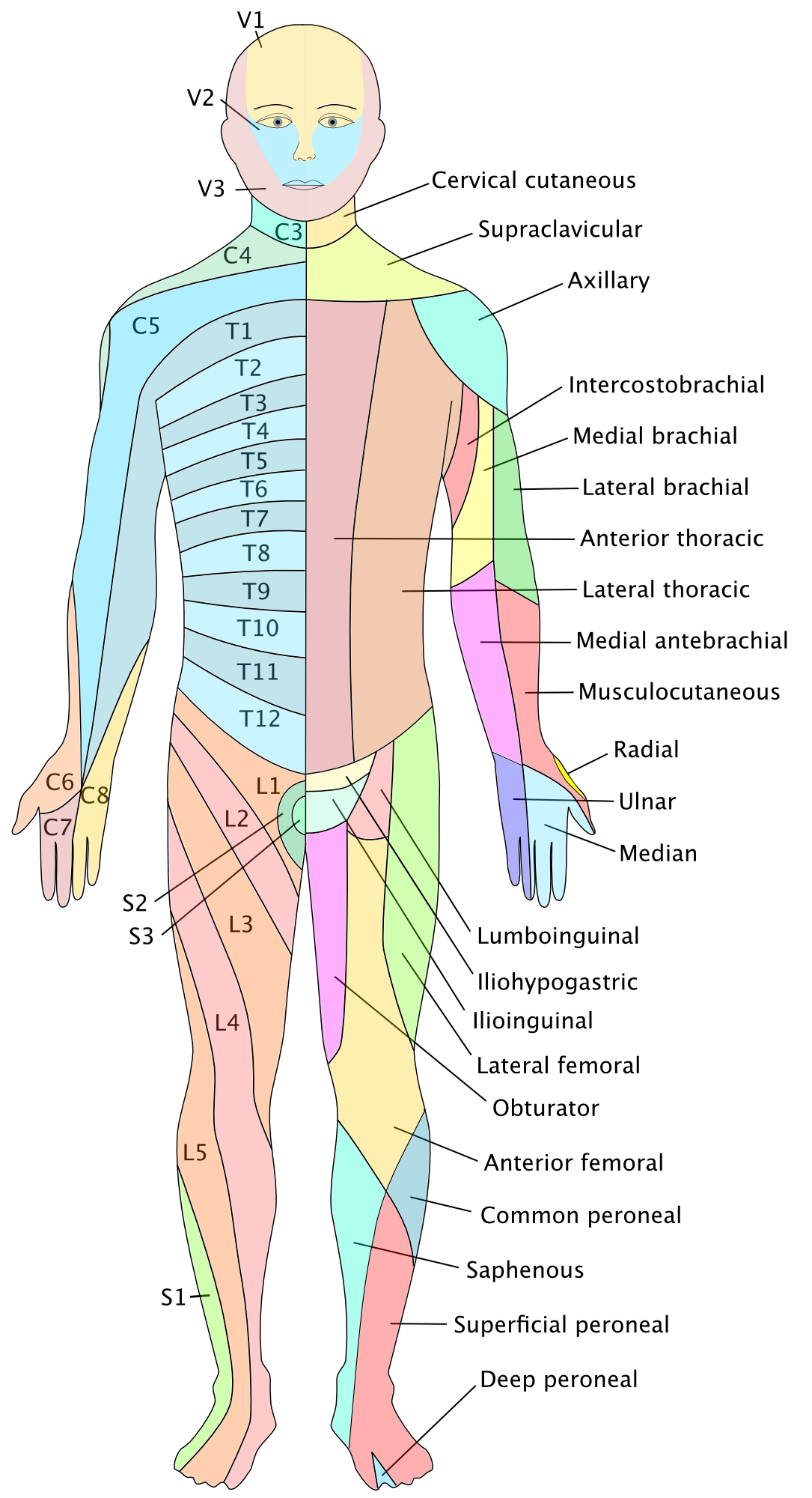 Dermatomes-anterior