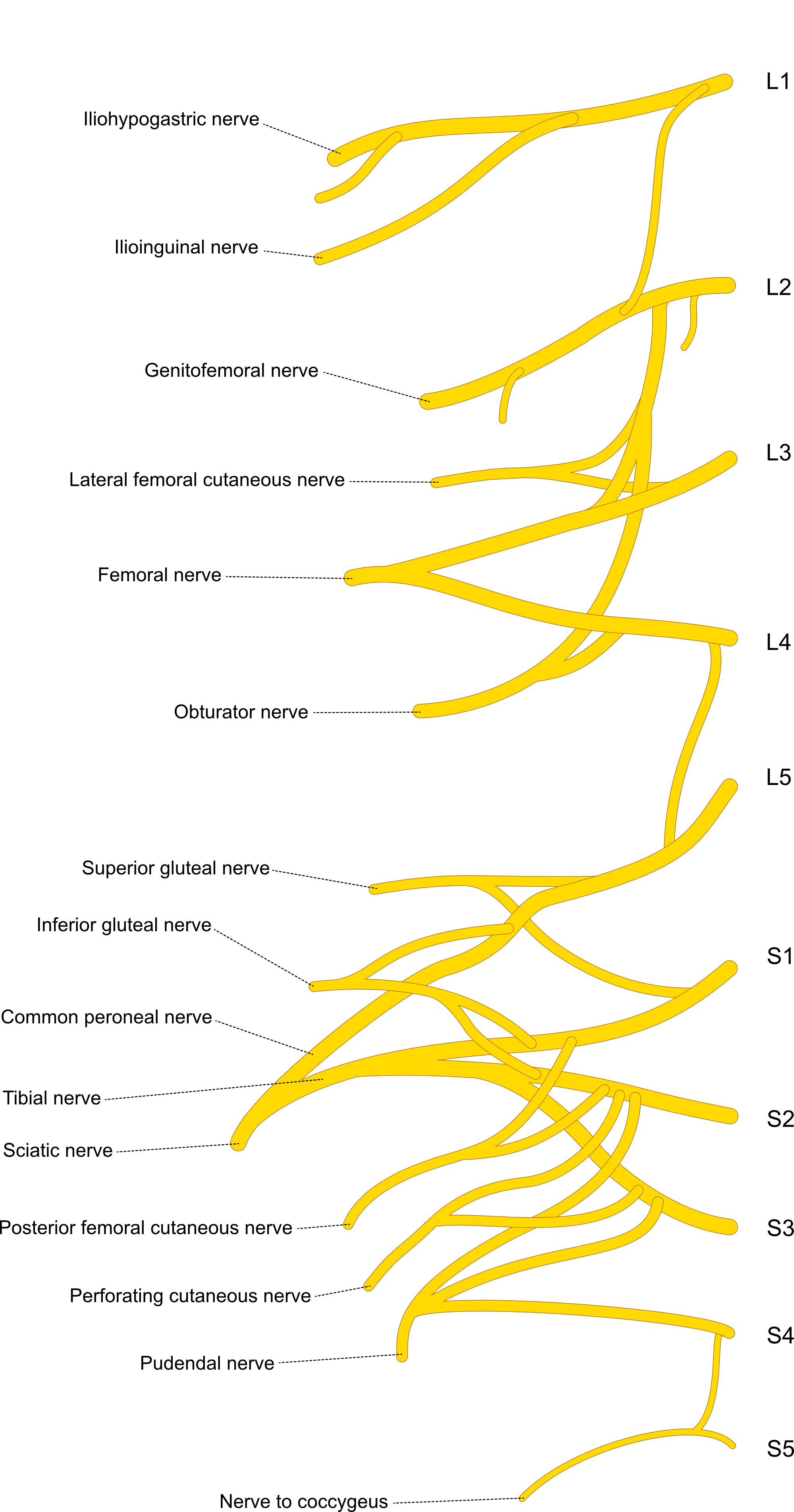 Lumbosacral-plexus