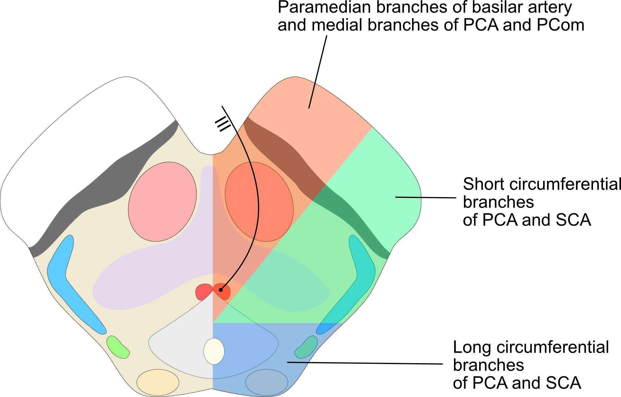 perfusion