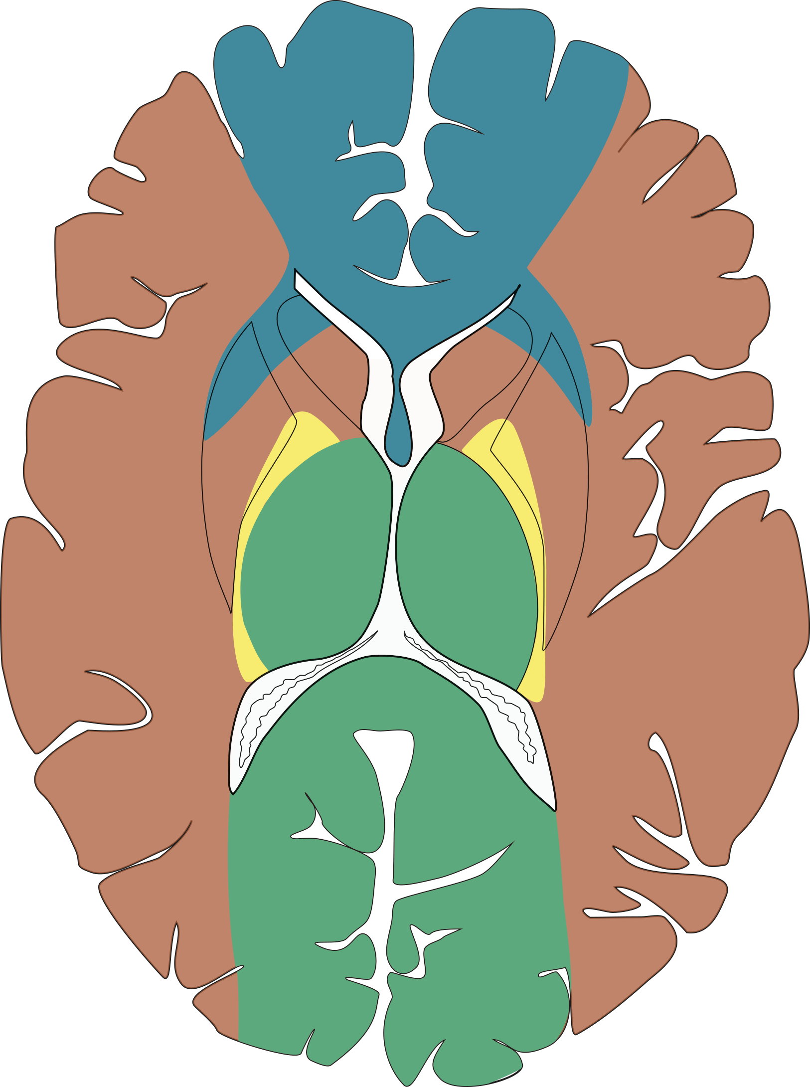 thalamus