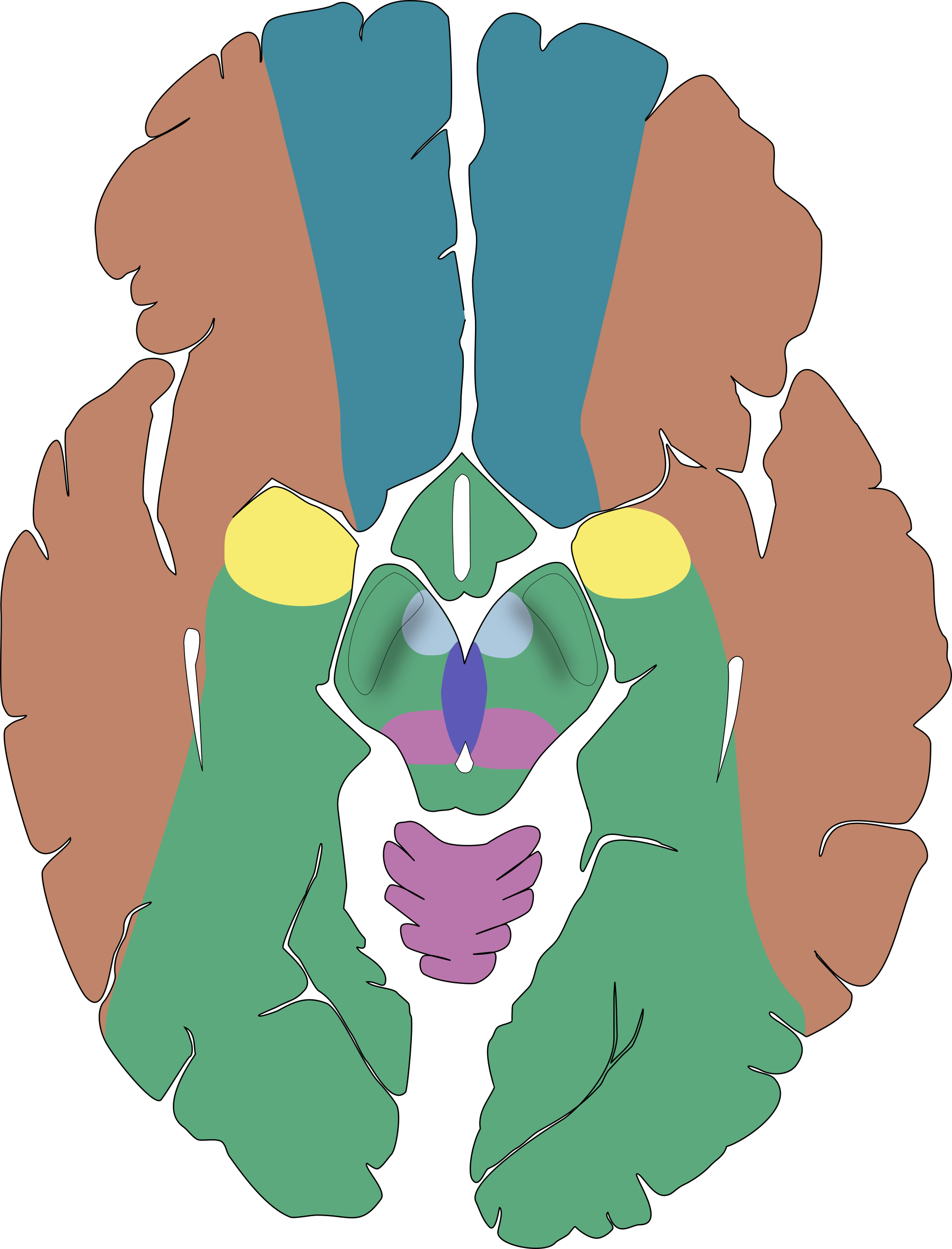 midbrain