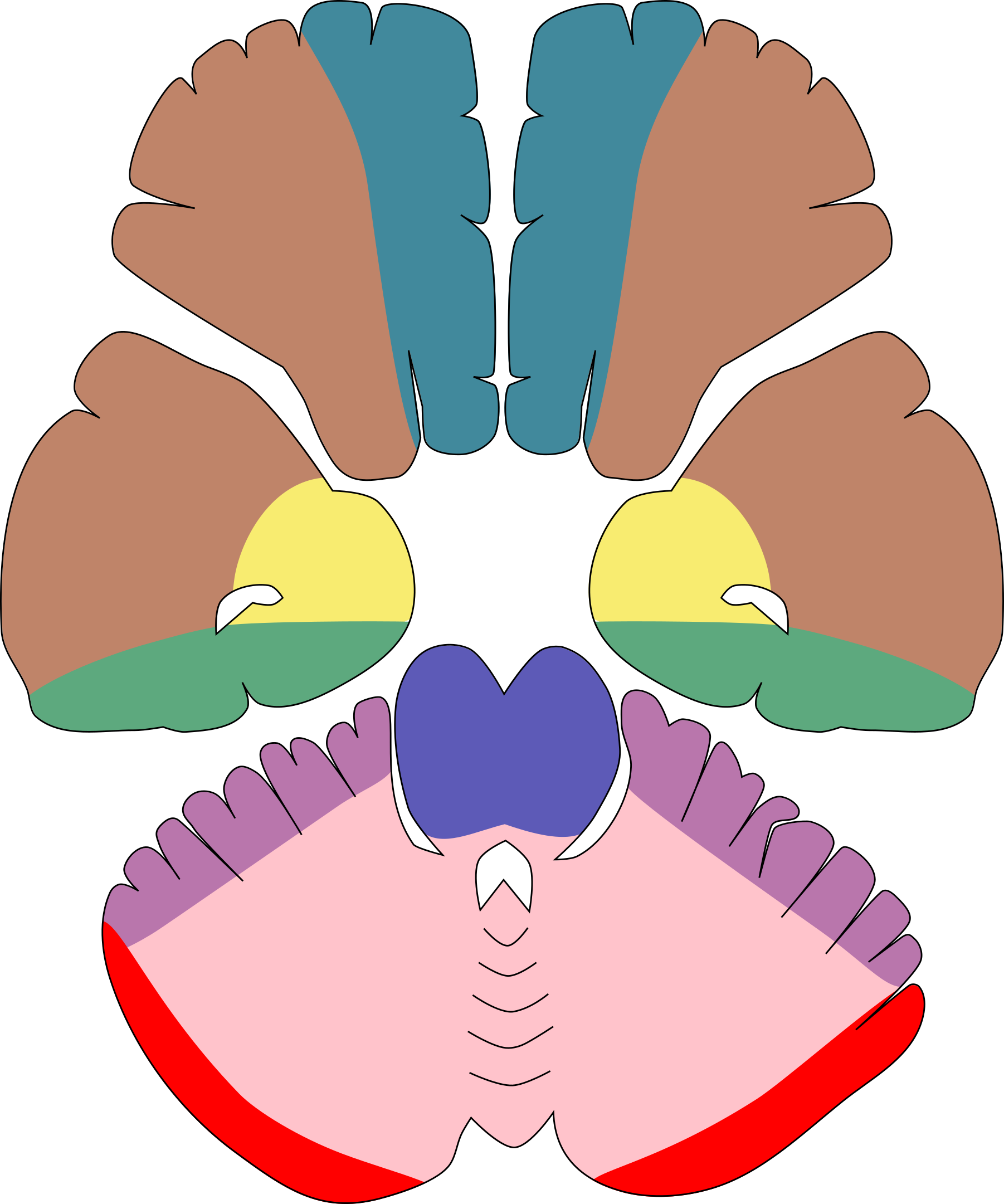 upper-pons
