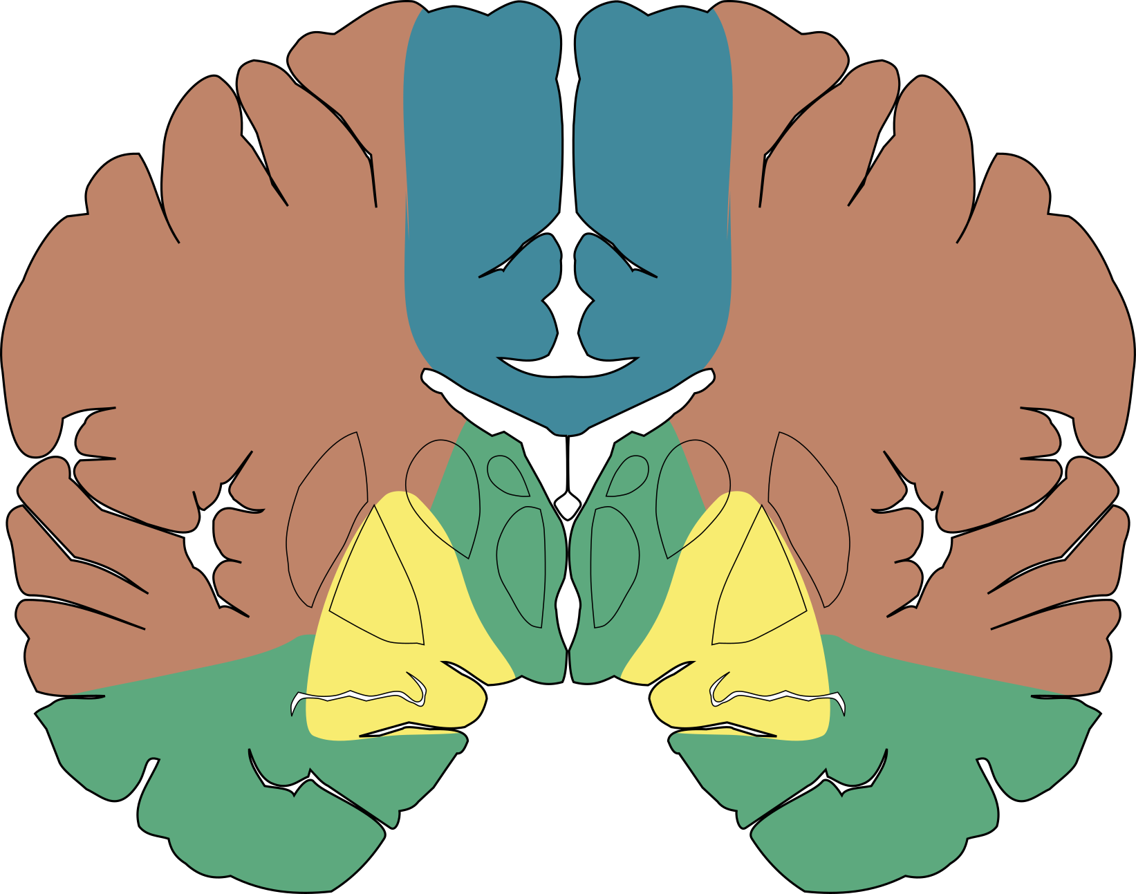 coronal