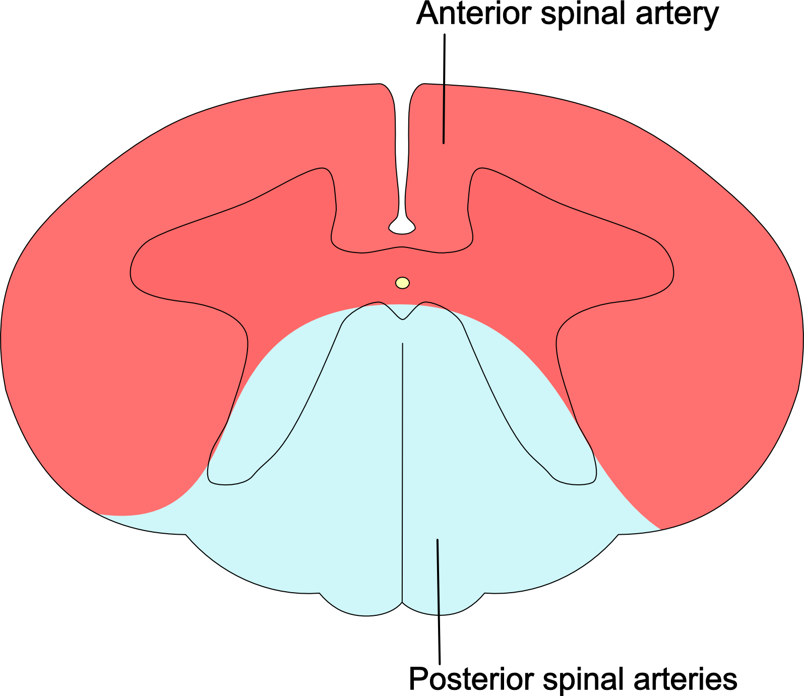 arterial-supply